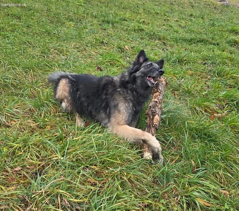 Wusa, male Belgian Tervuren for adoption at Tieronline.ch, Zürich — photo 5 of 6