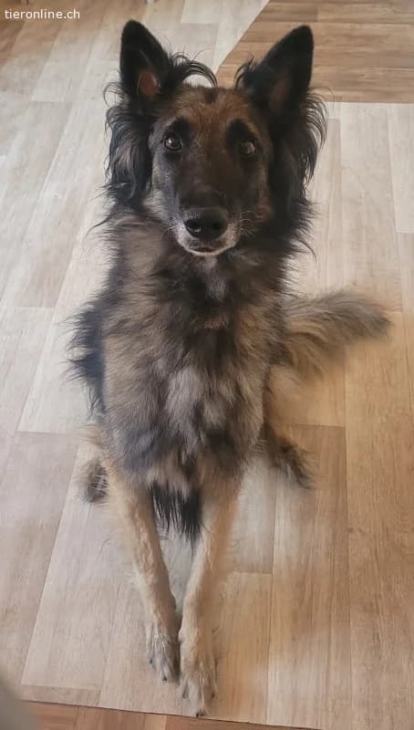 Wusa, male Belgian Tervuren for adoption at Tieronline.ch, Zürich — photo 6 of 6