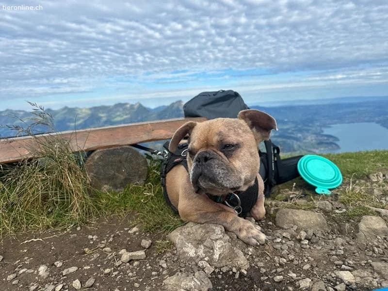 Rocky, male French Bulldog for adoption at Tieronline.ch, Zürich — photo 2 of 6