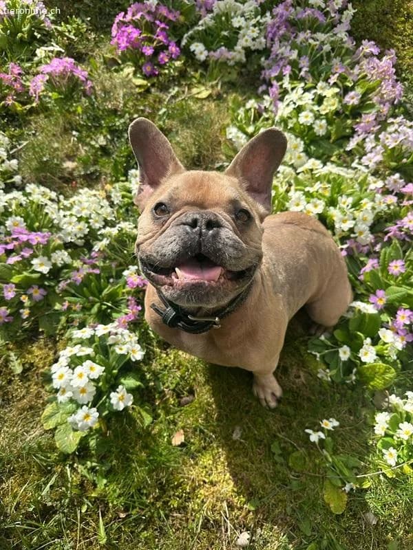 Rocky, male French Bulldog for adoption at Tieronline.ch, Zürich — photo 3 of 6