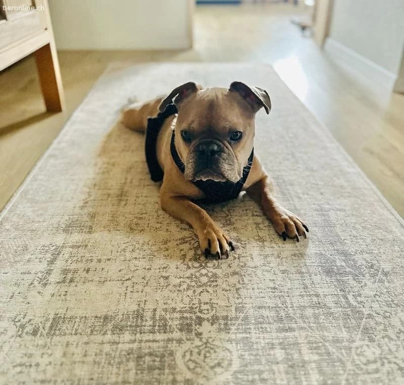 Rocky, male French Bulldog for adoption at Tieronline.ch, Zürich — photo 4 of 6