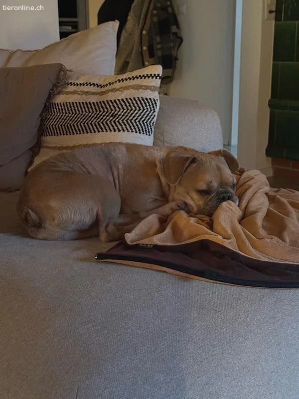 Rocky, male French Bulldog for adoption at Tieronline.ch, Zürich — photo 5 of 6