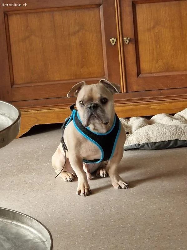 Rocky, male French Bulldog for adoption at Tieronline.ch, Zürich — photo 6 of 6