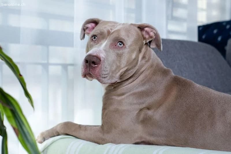 Bailys, female English Bulldog for adoption at Tieronline.ch, Zürich