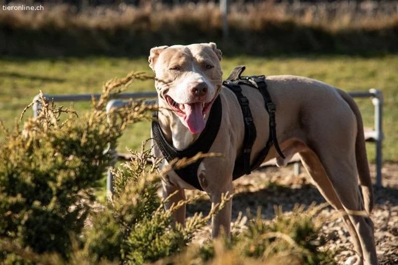 Bailys, female English Bulldog for adoption at Tieronline.ch, Zürich — photo 2 of 6