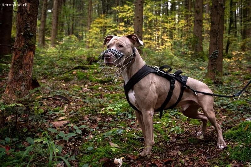 Bailys, female English Bulldog for adoption at Tieronline.ch, Zürich — photo 3 of 6