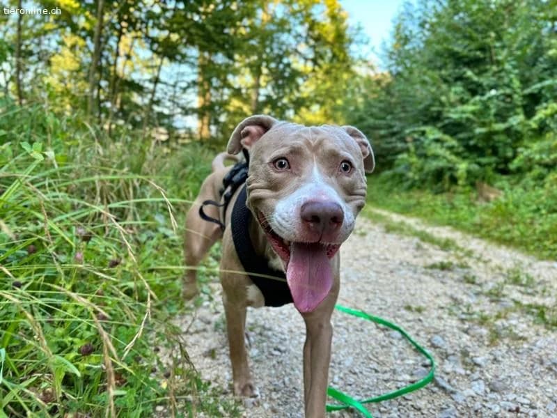Bailys, female English Bulldog for adoption at Tieronline.ch, Zürich — photo 4 of 6