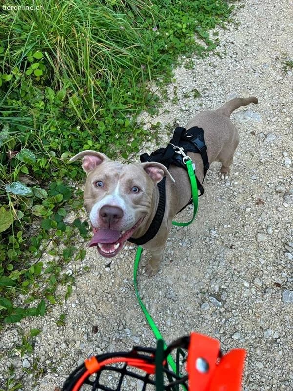 Bailys, female English Bulldog for adoption at Tieronline.ch, Zürich — photo 5 of 6