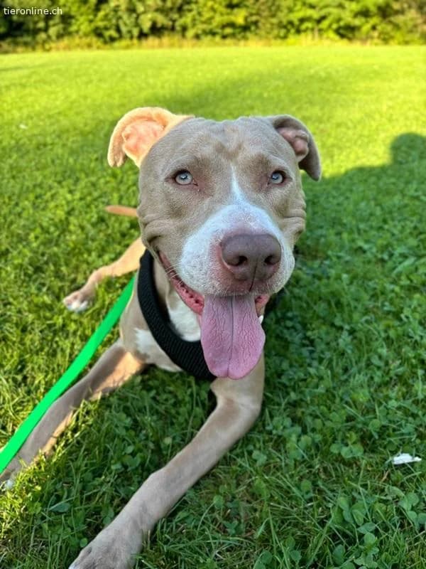 Bailys, female English Bulldog for adoption at Tieronline.ch, Zürich — photo 6 of 6