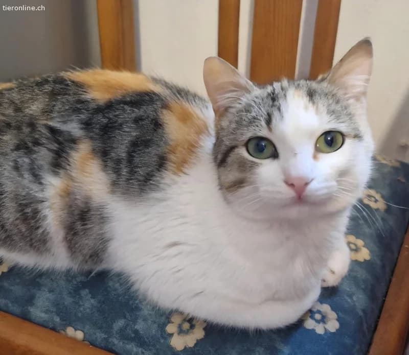 TWIXIE, female Mixed Breed Cat for adoption at Tieronline.ch, Zürich