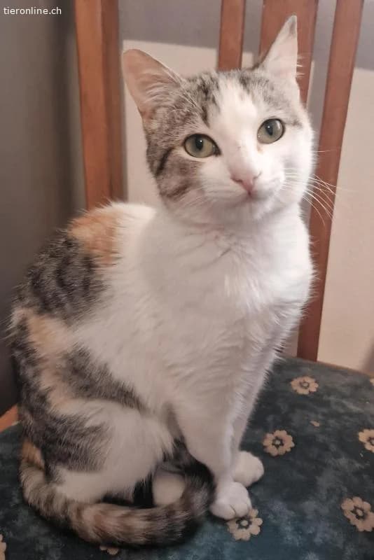 TWIXIE, female Mixed Breed Cat for adoption at Tieronline.ch, Zürich — photo 2 of 5