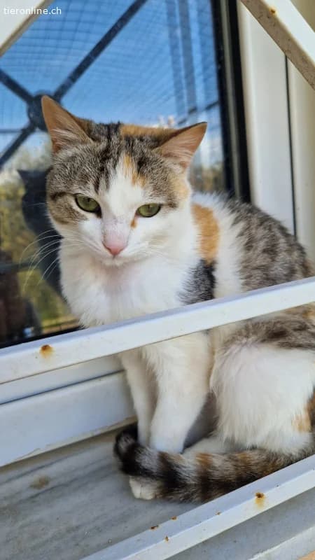 TWIXIE, female Mixed Breed Cat for adoption at Tieronline.ch, Zürich — photo 3 of 5