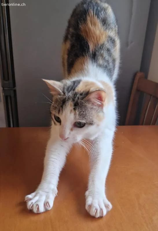 TWIXIE, female Mixed Breed Cat for adoption at Tieronline.ch, Zürich — photo 4 of 5