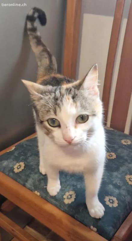 TWIXIE, female Mixed Breed Cat for adoption at Tieronline.ch, Zürich — photo 5 of 5