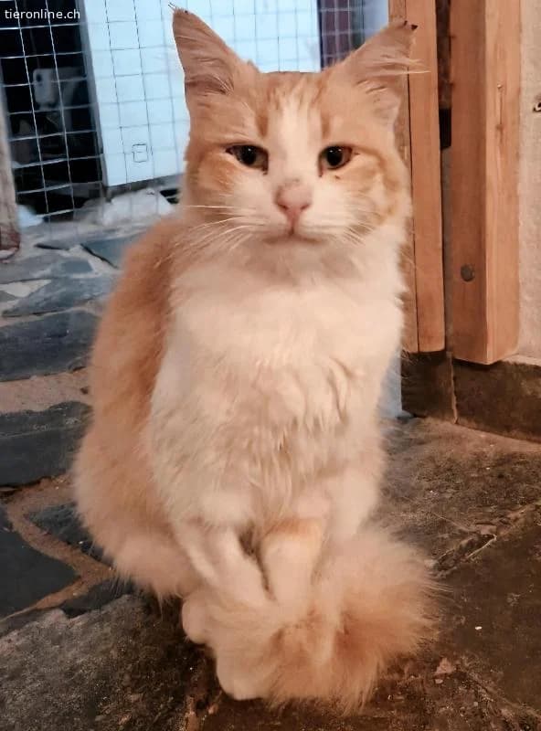 CARRIE, female Mixed Breed for adoption at Tieronline.ch, Zürich