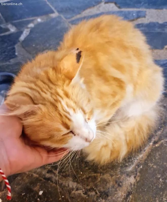 CARRIE, female Mixed Breed for adoption at Tieronline.ch, Zürich — photo 2 of 6