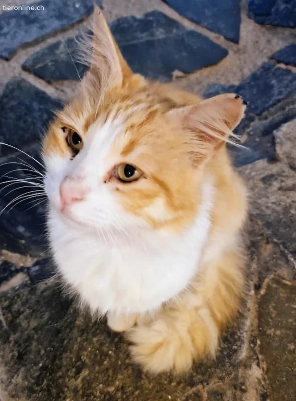 CARRIE, female Mixed Breed for adoption at Tieronline.ch, Zürich — photo 3 of 6