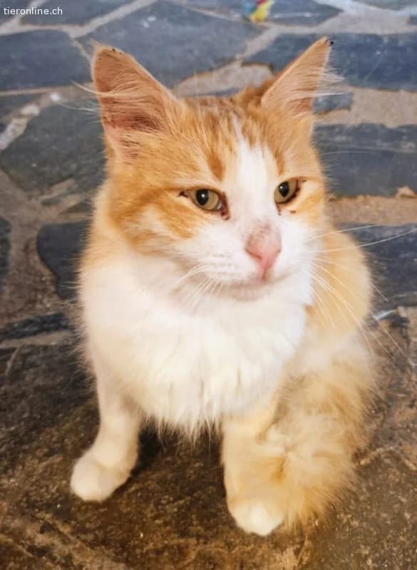 CARRIE, female Mixed Breed for adoption at Tieronline.ch, Zürich — photo 4 of 6