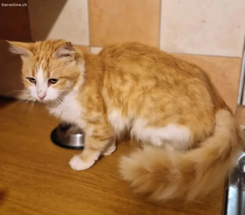 CARRIE, female Mixed Breed for adoption at Tieronline.ch, Zürich — photo 5 of 6