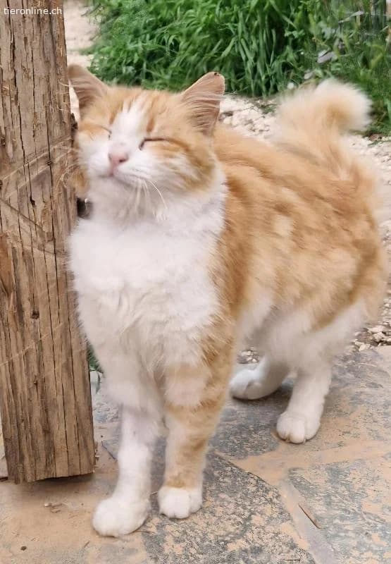 CARRIE, female Mixed Breed for adoption at Tieronline.ch, Zürich — photo 6 of 6