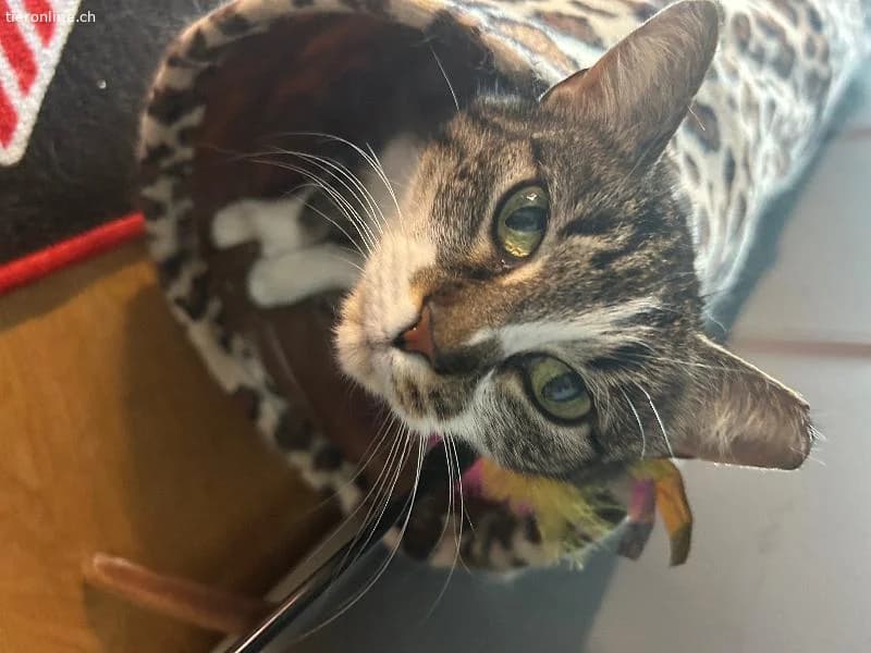 Sanftes Schmusemädchen sucht ruhiges Zuhause, female European Shorthair for adoption at Tieronline.ch, Zürich