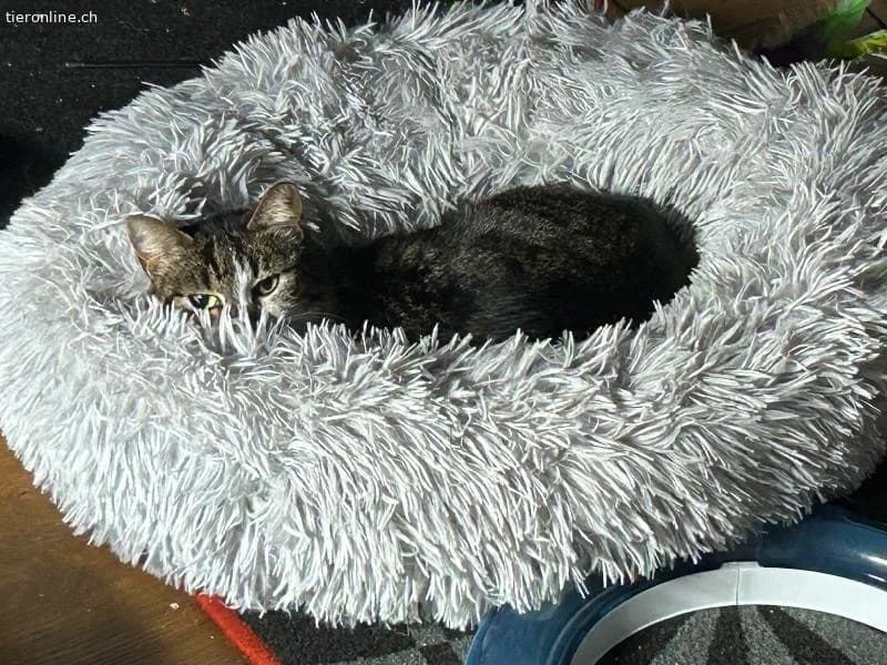 Sanftes Schmusemädchen sucht ruhiges Zuhause, female European Shorthair for adoption at Tieronline.ch, Zürich — photo 2 of 6