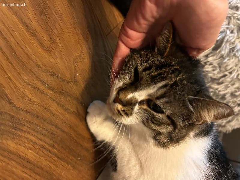 Sanftes Schmusemädchen sucht ruhiges Zuhause, female European Shorthair for adoption at Tieronline.ch, Zürich — photo 3 of 6