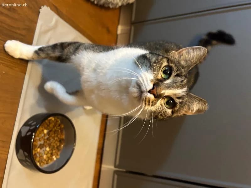 Sanftes Schmusemädchen sucht ruhiges Zuhause, female European Shorthair for adoption at Tieronline.ch, Zürich — photo 4 of 6