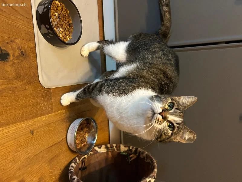 Sanftes Schmusemädchen sucht ruhiges Zuhause, female European Shorthair for adoption at Tieronline.ch, Zürich — photo 5 of 6