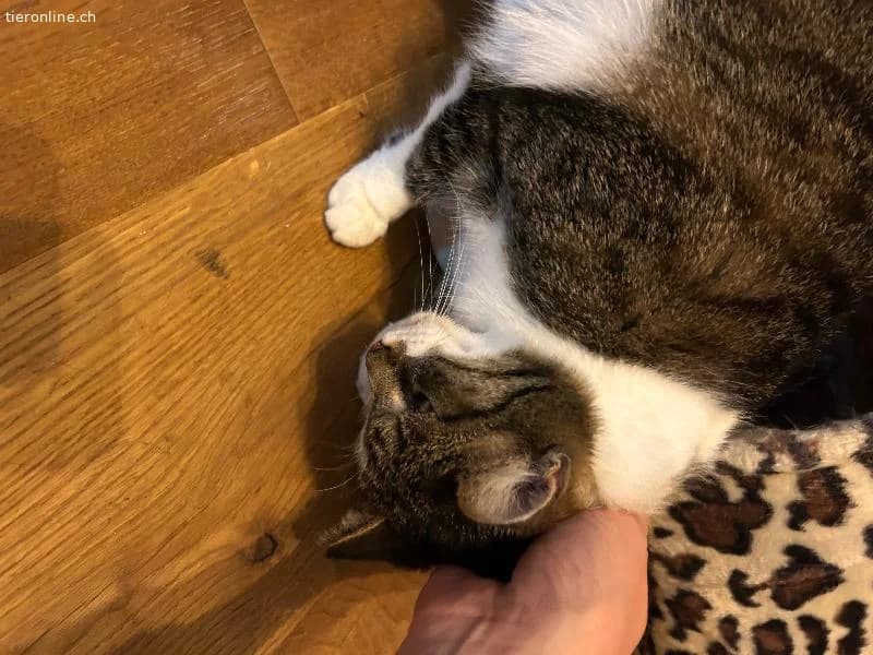 Sanftes Schmusemädchen sucht ruhiges Zuhause, female European Shorthair for adoption at Tieronline.ch, Zürich — photo 6 of 6