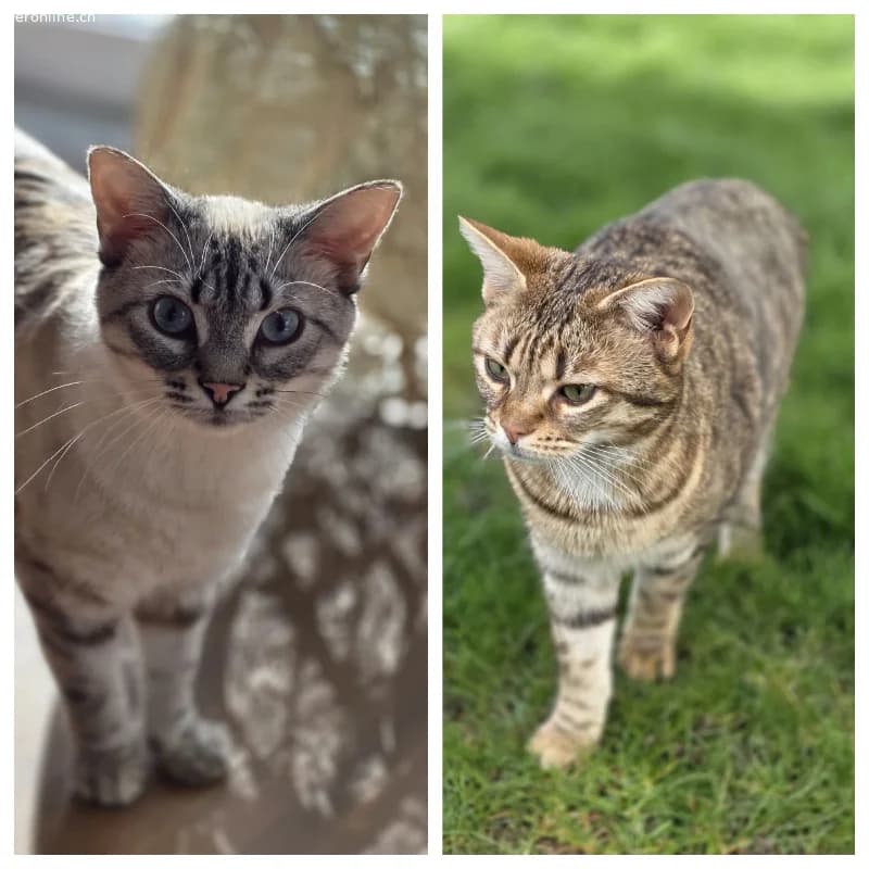 Zwei Katzenschwestern suchen liebevolles zu Hause, female Mixed Breed Cat for adoption at Tieronline.ch, Zürich