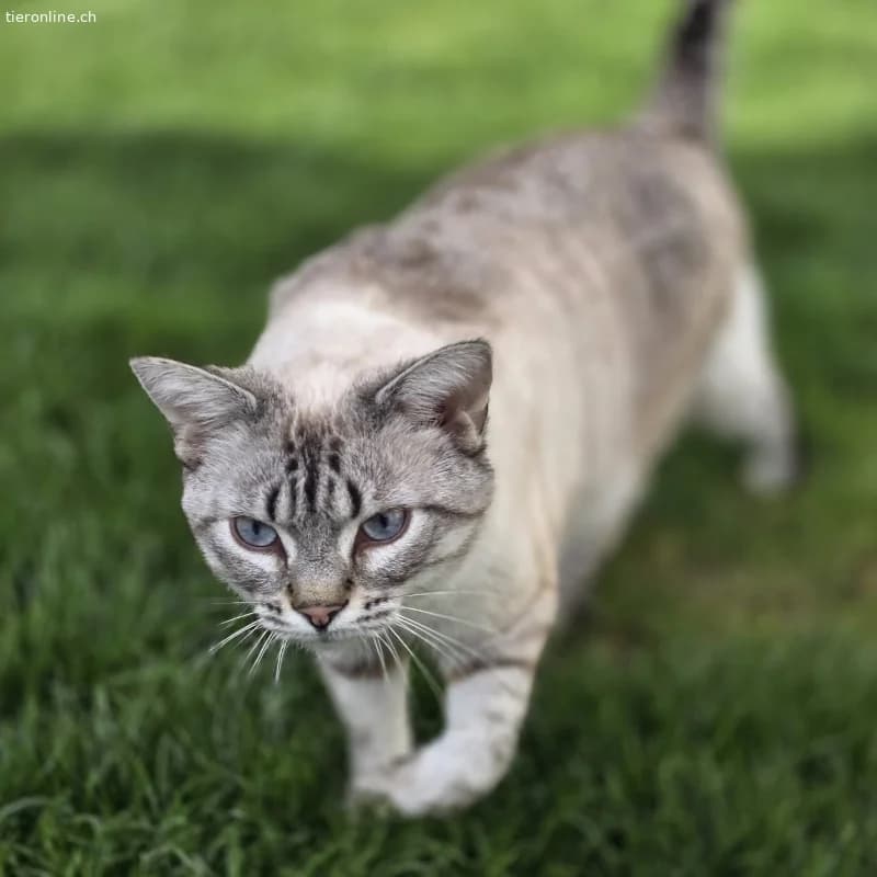 Zwei Katzenschwestern suchen liebevolles zu Hause, female Mixed Breed Cat for adoption at Tieronline.ch, Zürich — photo 2 of 5