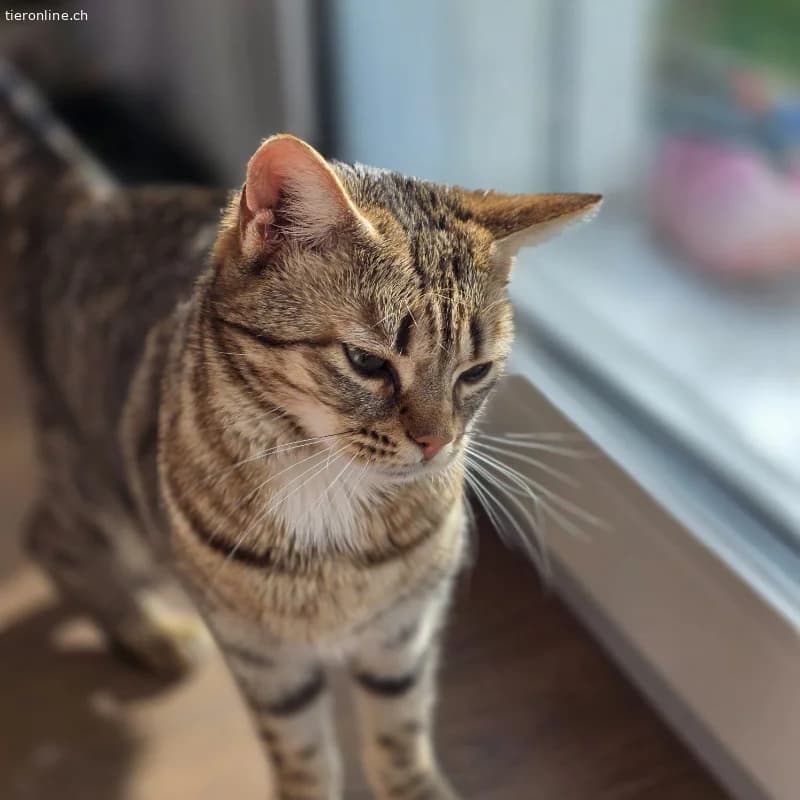 Zwei Katzenschwestern suchen liebevolles zu Hause, female Mixed Breed Cat for adoption at Tieronline.ch, Zürich — photo 3 of 5