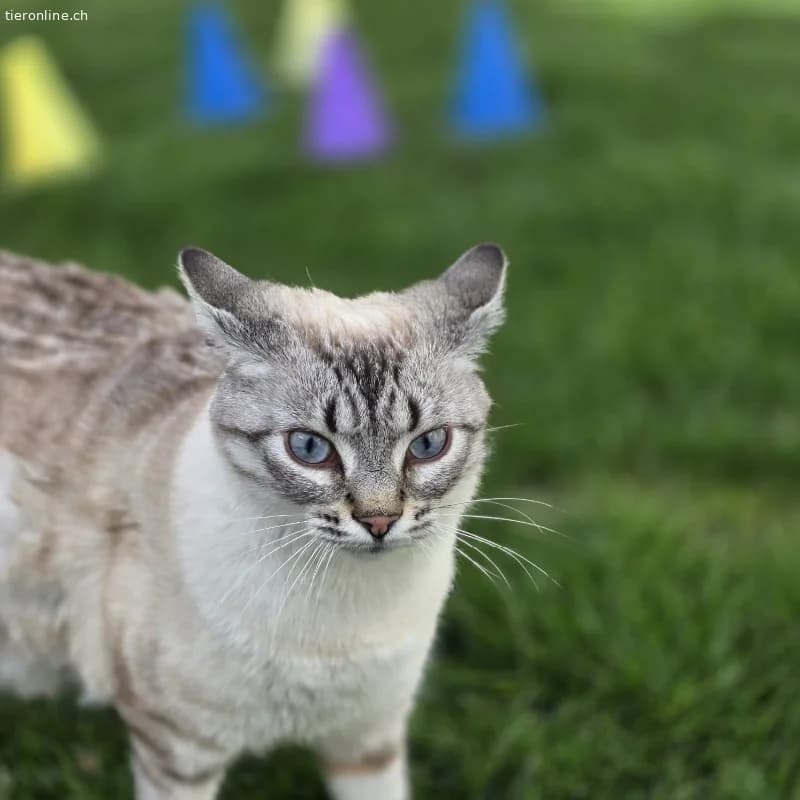 Zwei Katzenschwestern suchen liebevolles zu Hause, female Mixed Breed Cat for adoption at Tieronline.ch, Zürich — photo 4 of 5