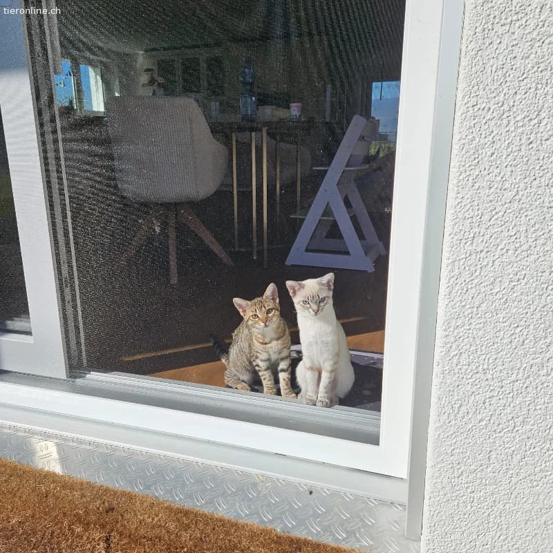 Zwei Katzenschwestern suchen liebevolles zu Hause, female Mixed Breed Cat for adoption at Tieronline.ch, Zürich — photo 5 of 5