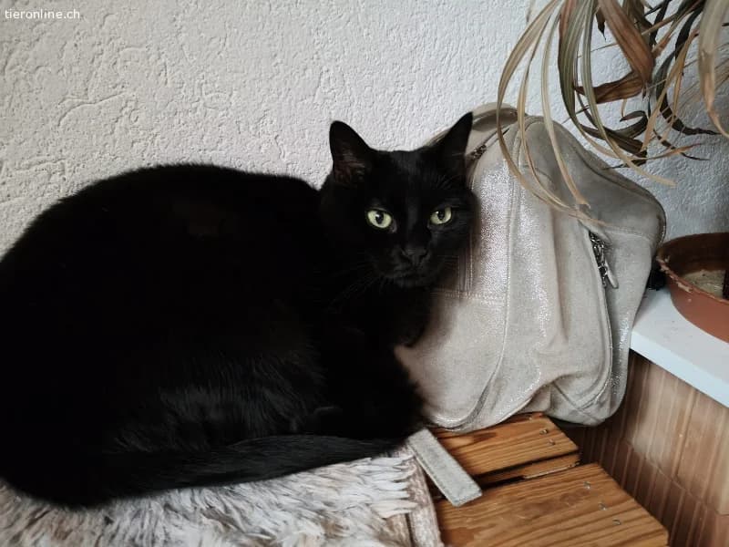 Die sanfte Maxi wünscht sich ein liebevolles Zuhau, female Mixed Breed Cat for adoption at Nationwide