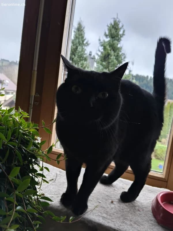 Die sanfte Maxi wünscht sich ein liebevolles Zuhau, female Mixed Breed Cat for adoption at Tieronline.ch, Nationwide photo 2