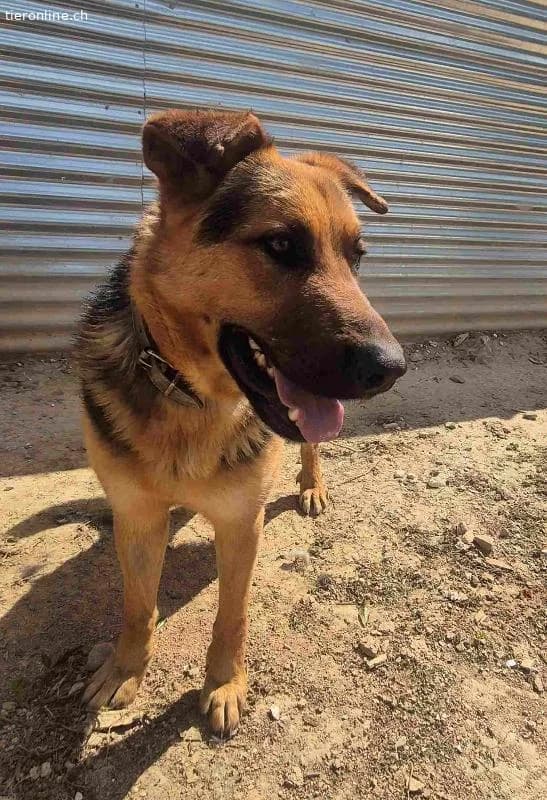 Rex, male German Shepherd for adoption at Nationwide