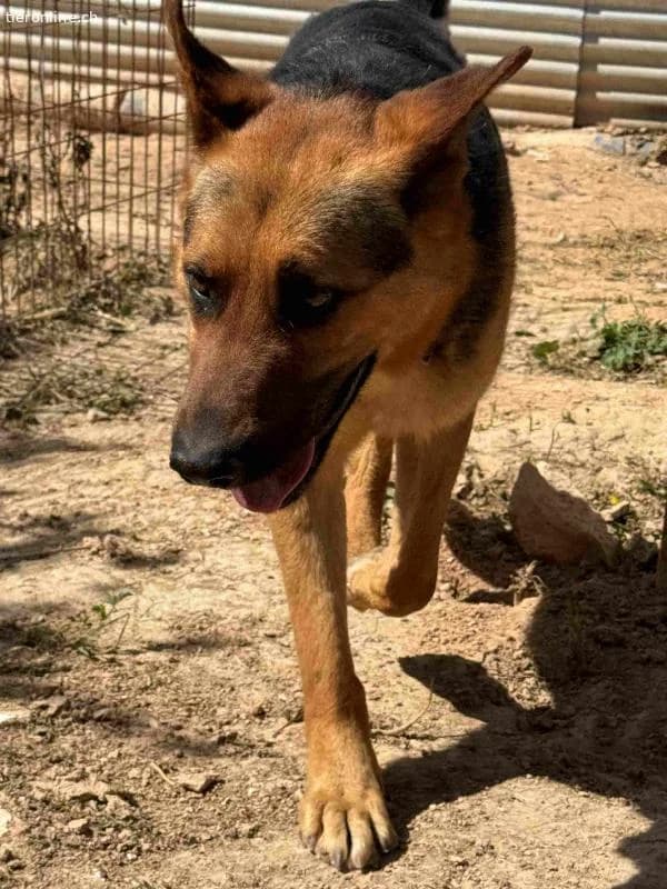 Rex, male German Shepherd for adoption at Tieronline.ch, Nationwide photo 2
