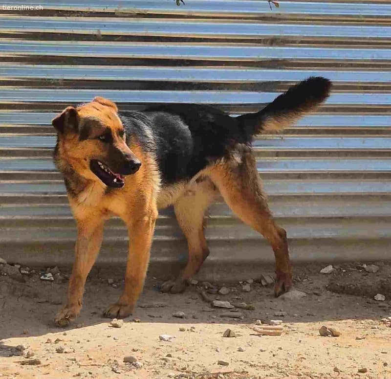Rex, male German Shepherd for adoption at Tieronline.ch, Nationwide photo 3