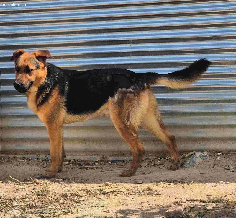 Rex, male German Shepherd for adoption at Tieronline.ch, Nationwide photo 4