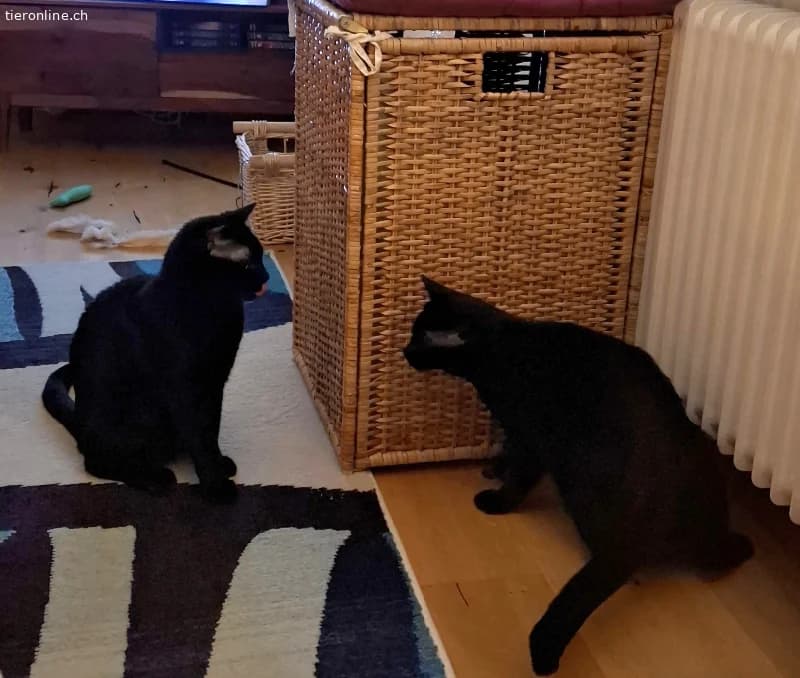 Liebeswerte Brüder Mikel und Momo (blind), 1 Jahr, male Mixed Breed Cat for adoption at Tieronline.ch, Zürich