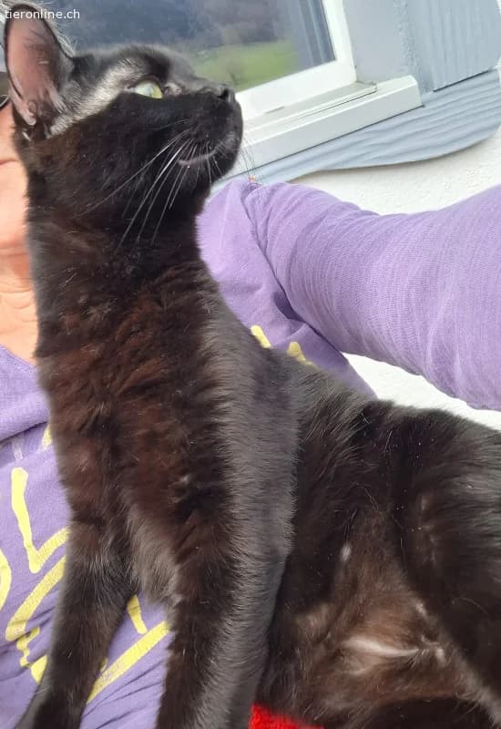 Liebeswerte Brüder Mikel und Momo (blind), 1 Jahr, male Mixed Breed Cat for adoption at Tieronline.ch, Zürich — photo 2 of 6