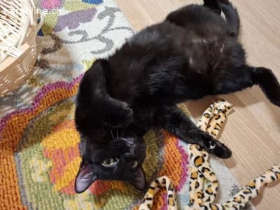 Liebeswerte Brüder Mikel und Momo (blind), 1 Jahr, male Mixed Breed Cat for adoption at Tieronline.ch, Zürich — photo 3 of 6