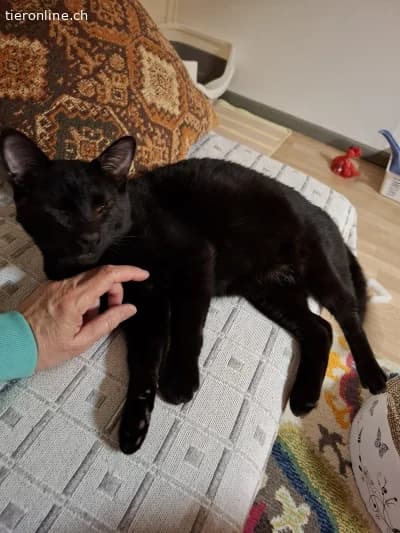 Liebeswerte Brüder Mikel und Momo (blind), 1 Jahr, male Mixed Breed Cat for adoption at Tieronline.ch, Zürich — photo 4 of 6