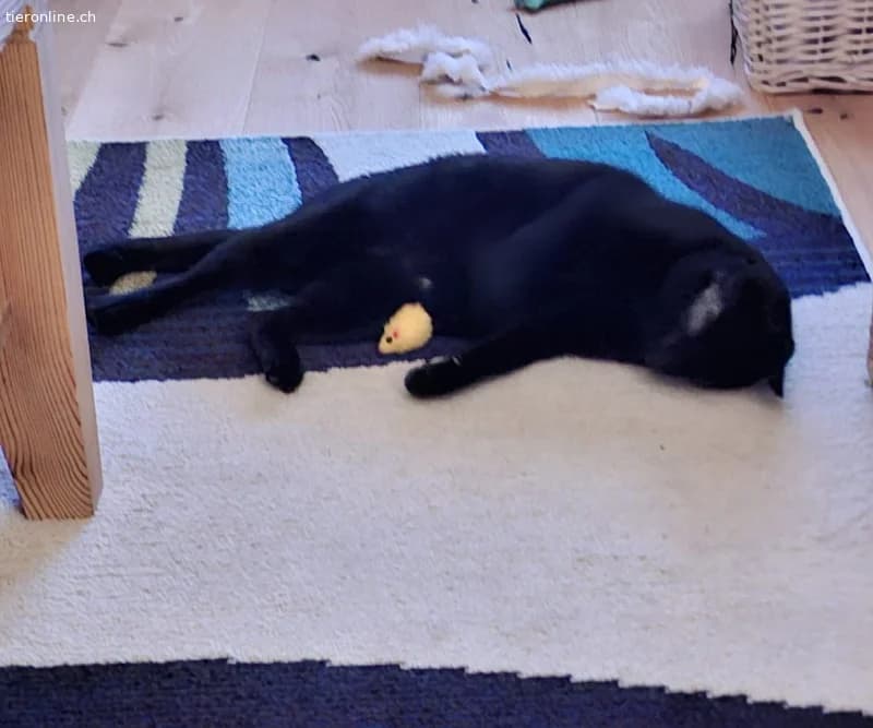 Liebeswerte Brüder Mikel und Momo (blind), 1 Jahr, male Mixed Breed Cat for adoption at Tieronline.ch, Zürich — photo 5 of 6