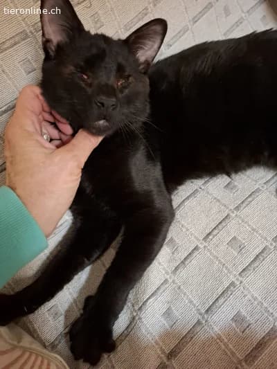 Liebeswerte Brüder Mikel und Momo (blind), 1 Jahr, male Mixed Breed Cat for adoption at Tieronline.ch, Zürich — photo 6 of 6