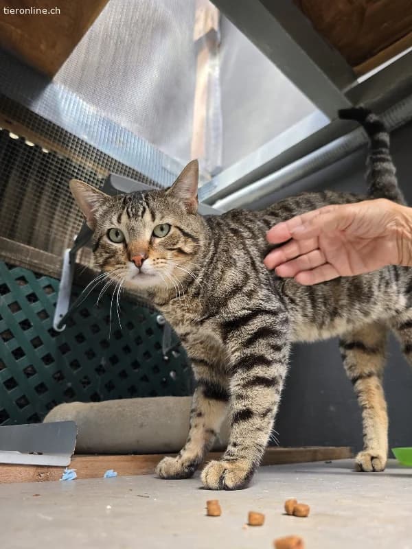 DRINGEND, male Mixed Breed Cat for adoption at Tieronline.ch, Zürich