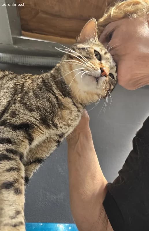 DRINGEND, male Mixed Breed Cat for adoption at Tieronline.ch, Zürich — photo 2 of 6