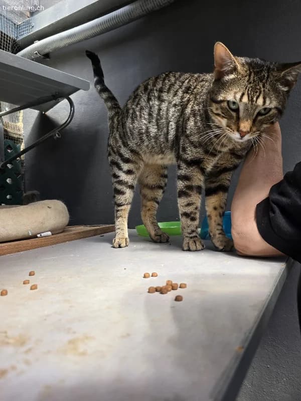 DRINGEND, male Mixed Breed Cat for adoption at Tieronline.ch, Zürich — photo 3 of 6